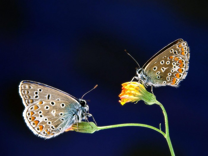 The pretty butterflies