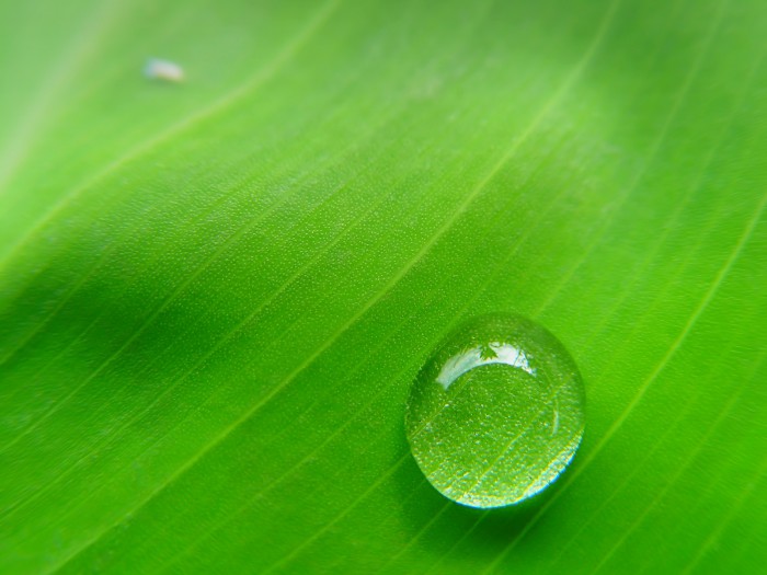 Drop on the green leaf