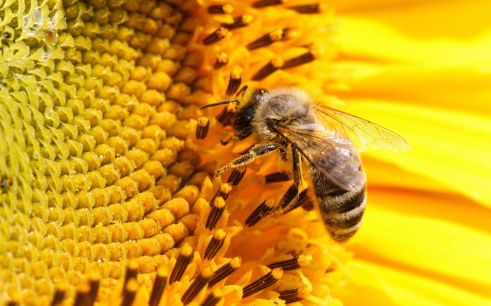 The honeybee