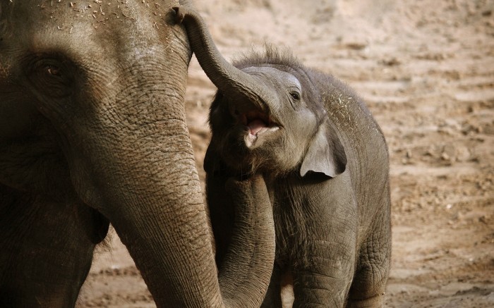The cute baby elephant