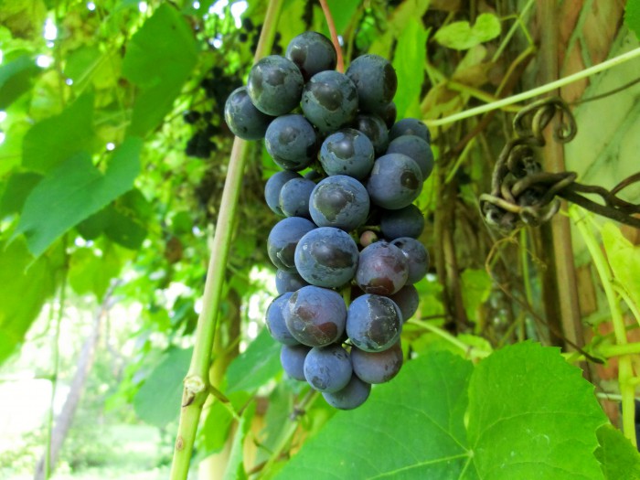 The beautiful Isabella grapes