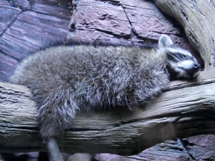 The cute raccoon