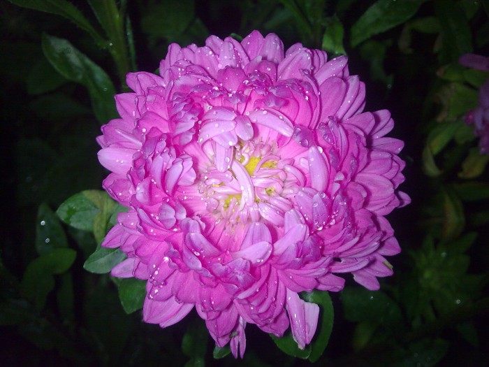 Pink aster - the flower of the autumn