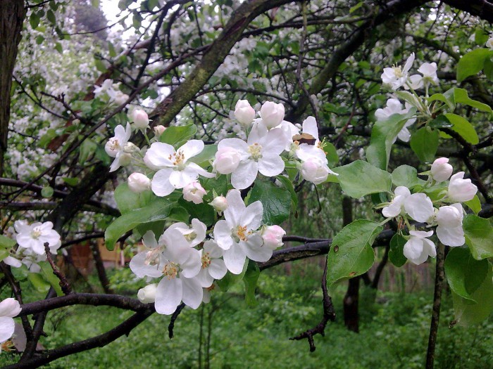 Apple-trees in white bloom