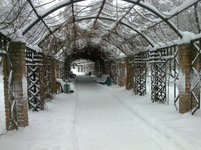 Beautiful winter alley