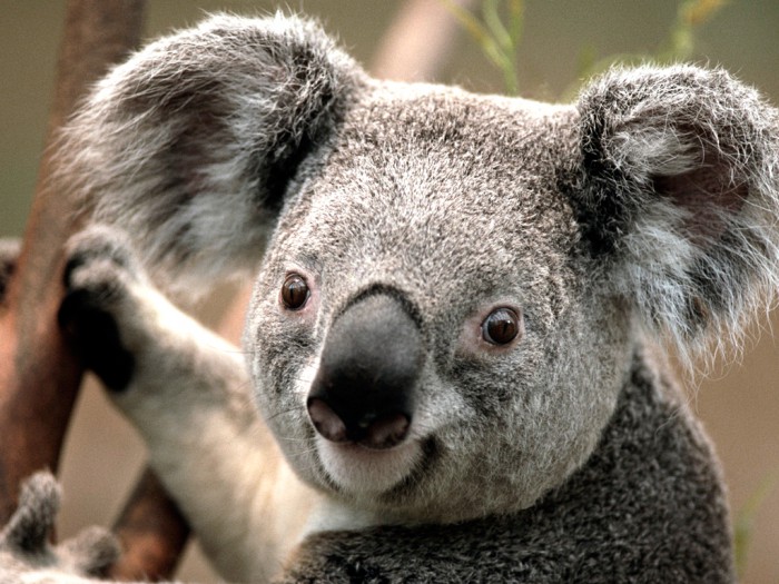 Amazing koala
