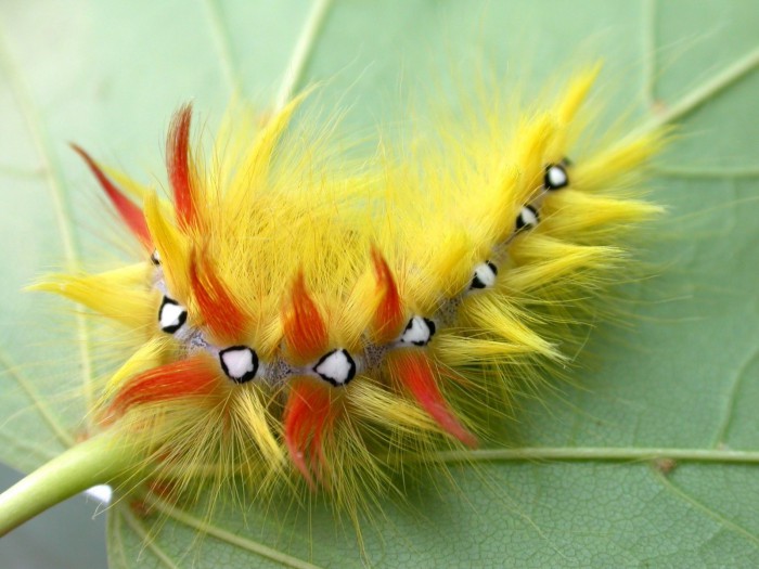 Amusing shaggy caterpillar