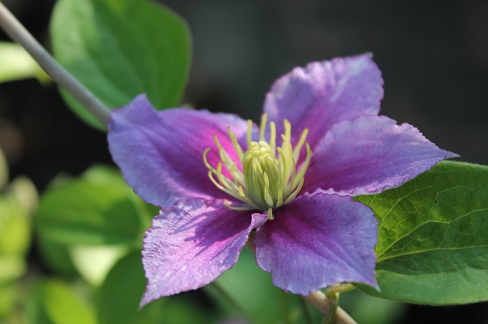 The Clematis flower