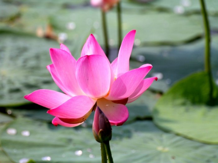 A beautiful large lotus