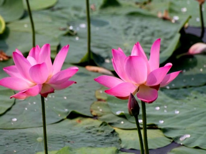 Two beautiful lotuses