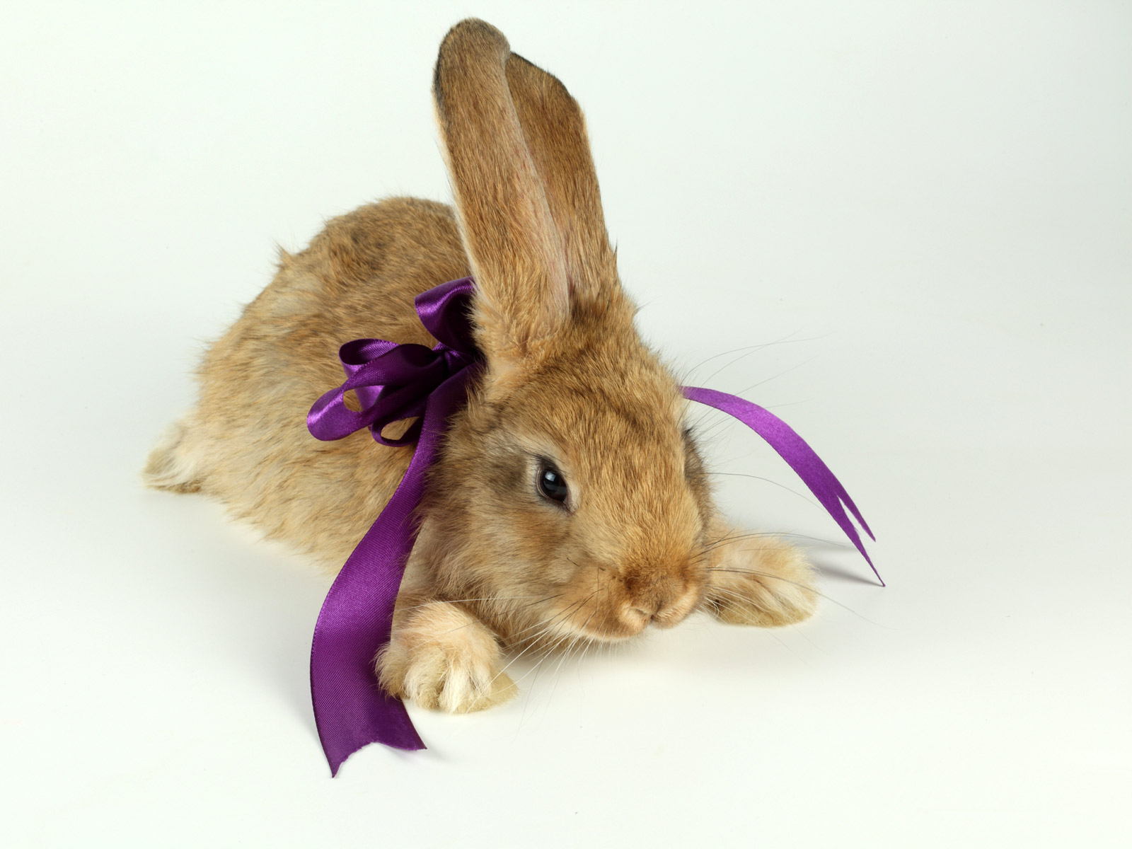 Bunny with a bow