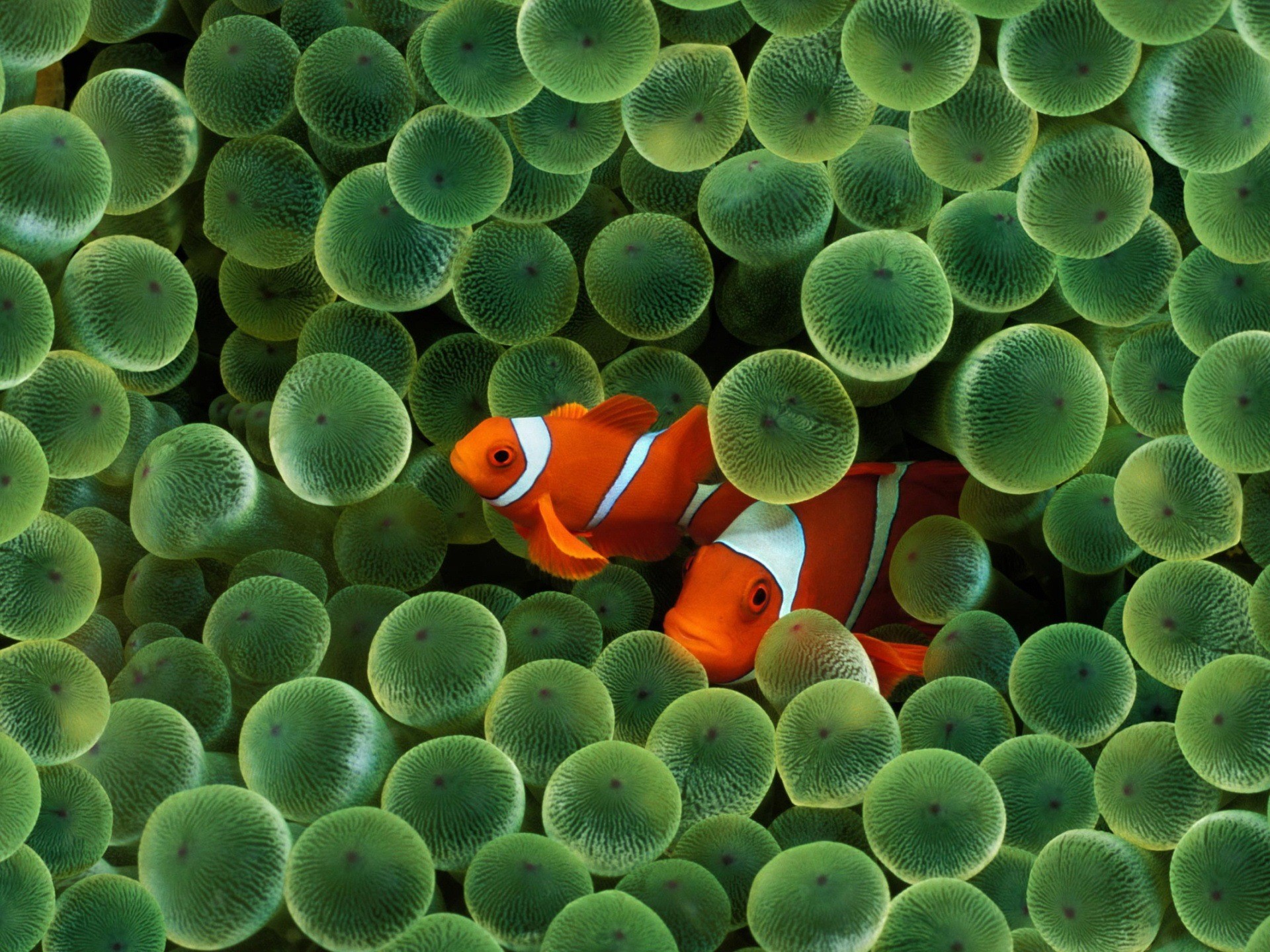 Clown fish in the undergrowth of tropical underwater plants