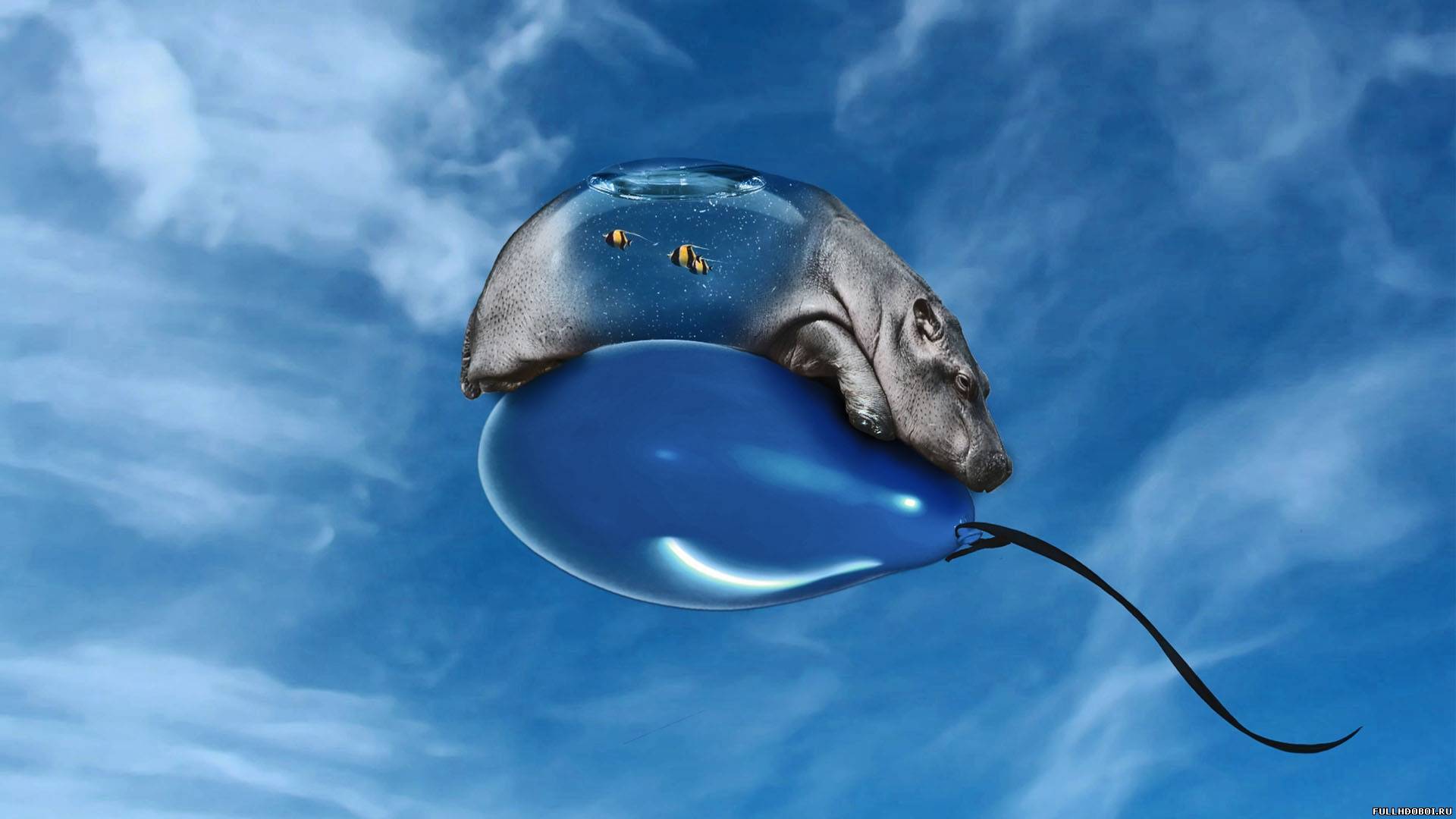 Hippopotamus on an inflatable ball