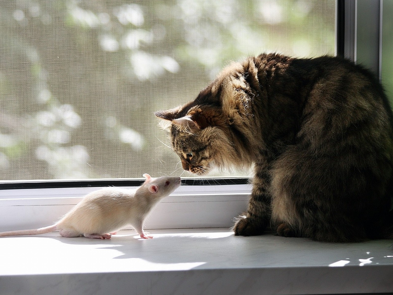 The cat vs the mouse by the window