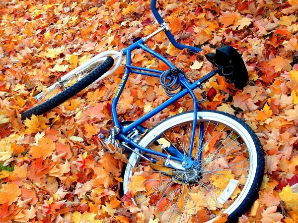 Осенью кто-то забыл велосипед на опавшей листве