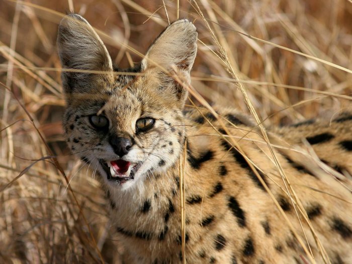 The angry serval bared his mouth