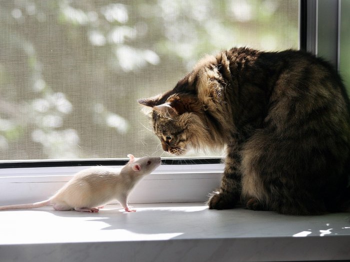 The cat vs the mouse are the rivals by the window