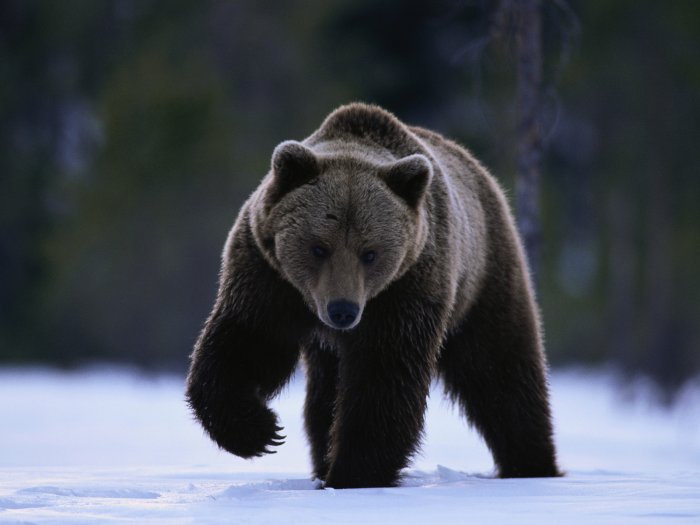Медведь на охоте