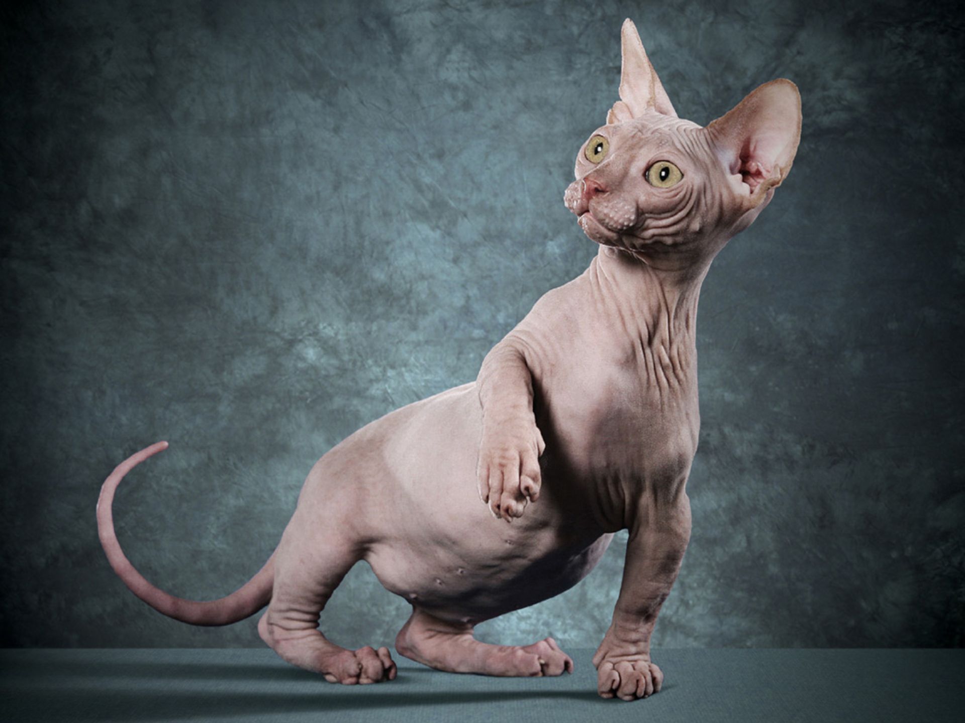 Full size picture - Hairless cat. 