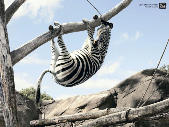 Scared zebra