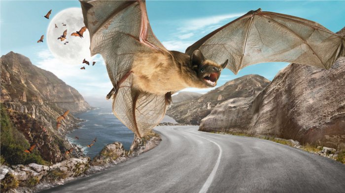 Bats over the road