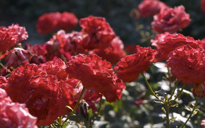 Розы в красном кусте