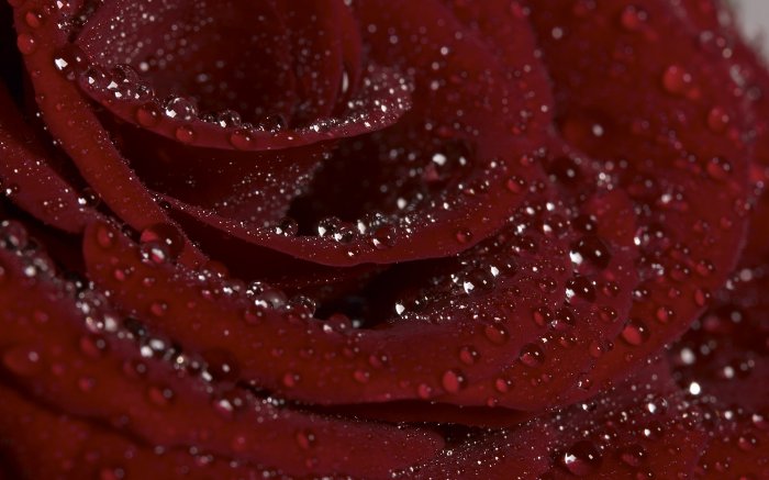 Темно-красная роза после дождя