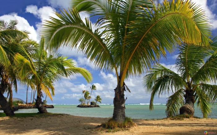 Большие пальмы на острове