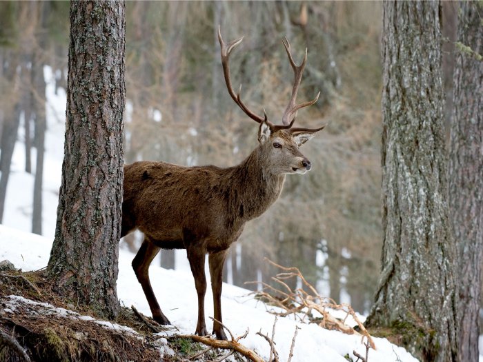 The huge deer in the forest