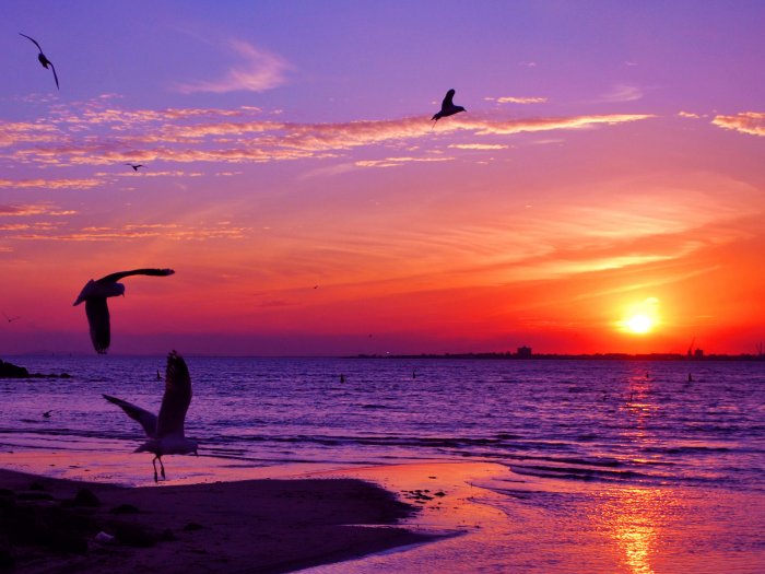 Purple sunset over the sea and seagulls
