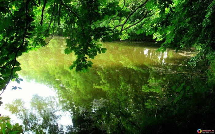 Старый пруд в зеленых тонах