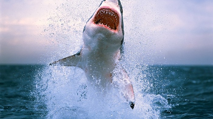 The jaws of the shark
