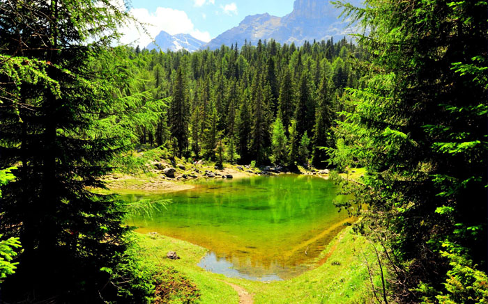Красивое озеро в лесу с зеленой поверхностью