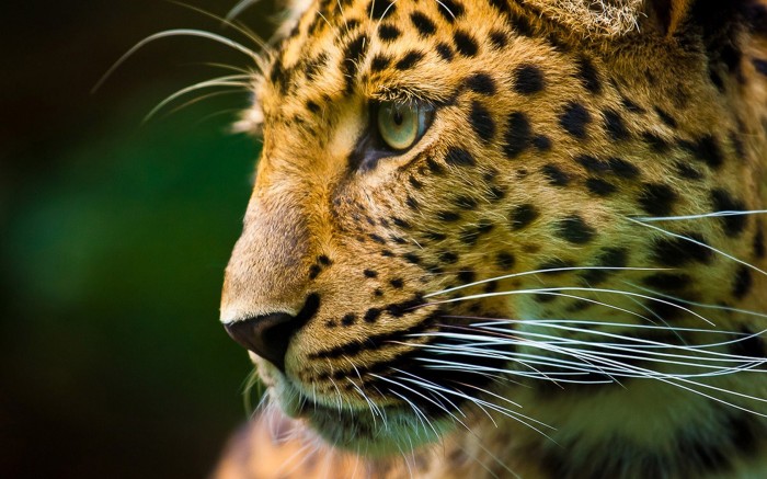 Длинные усы злого леопарда крупным планом