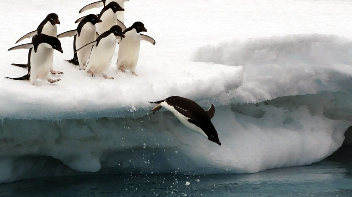 Penguins are jumping into the sea