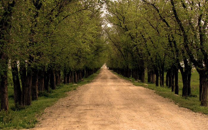 A dirt road among trees