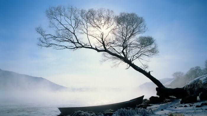 Морозное утро - одинокое дерево согнулось над водой