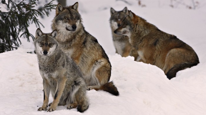 Three wolves are waiting for prey