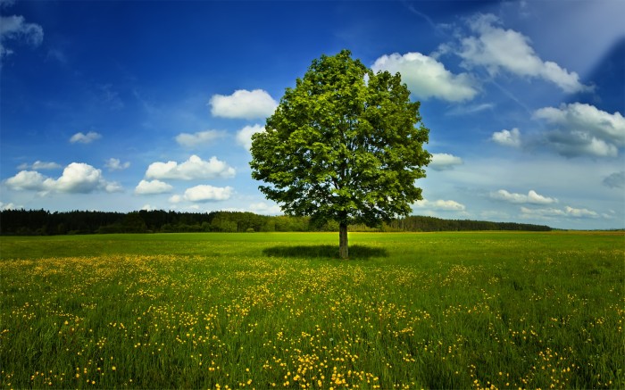 Tree in the open field