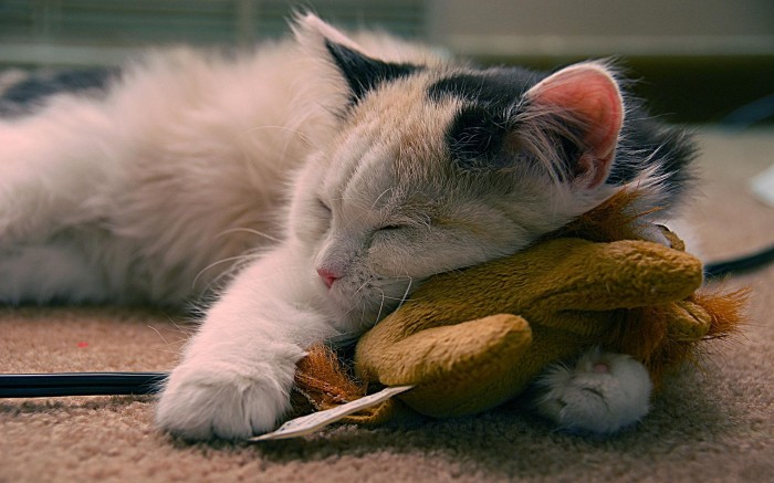 Sleep on a comfortable soft toy