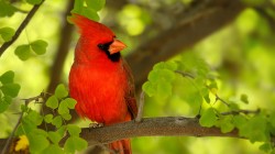Красная птичка