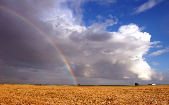 Rainbow in cumulus clouds over yellow field