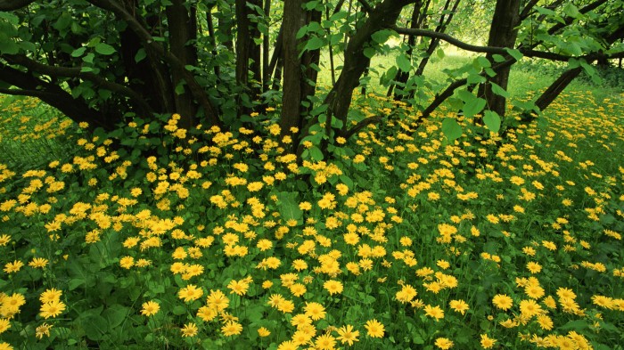 Желтая поляна с зеленой травой