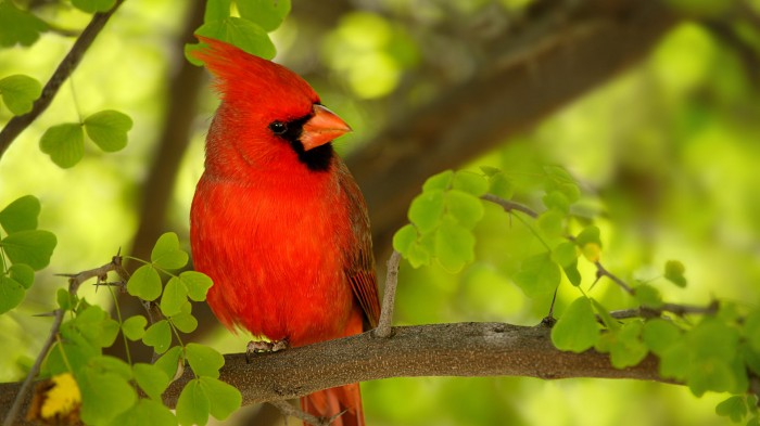 Красивая красная птичка