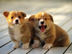 A couple of puppies