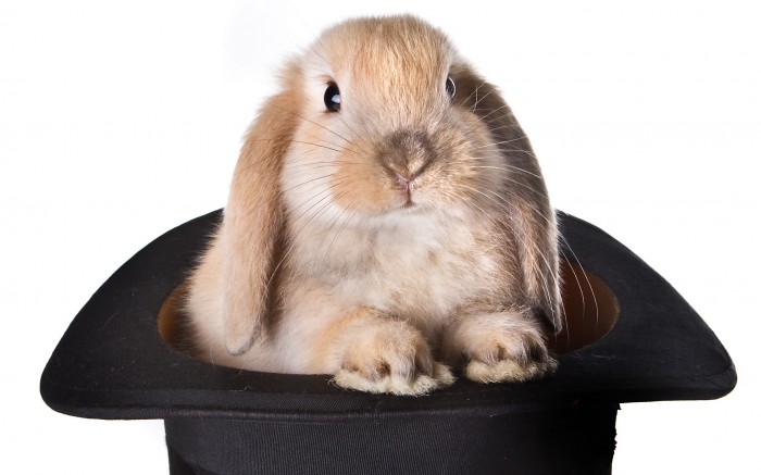 Surprise - a rabbit in a hat