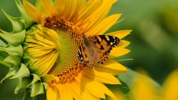 Sunflower with butterfly