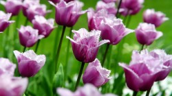 Lilac tulips