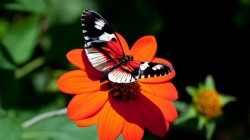 Бабочка на цветке