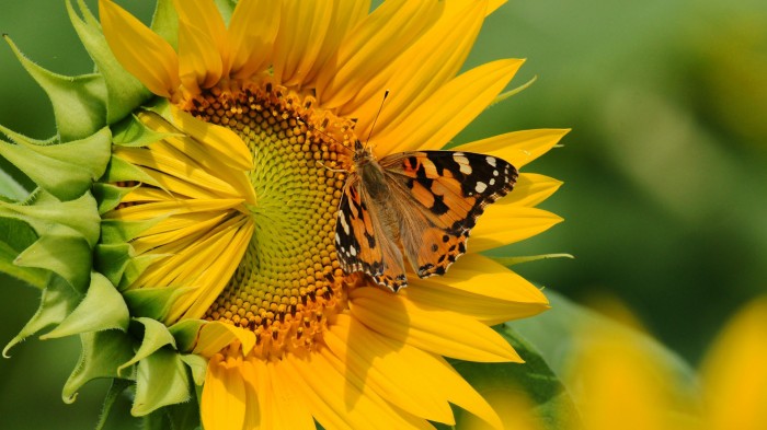 Sunflower with a butterfly close-up